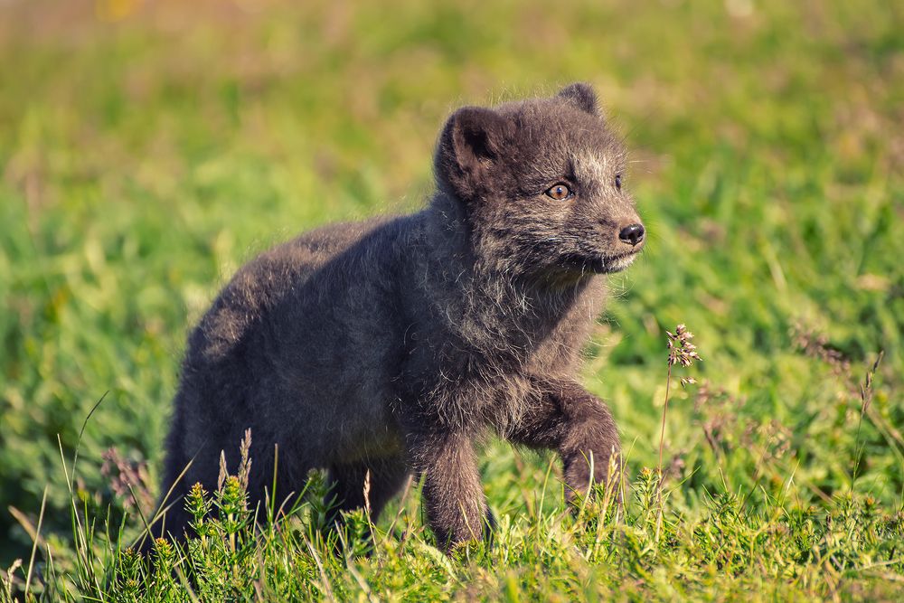 Arctic fox cub