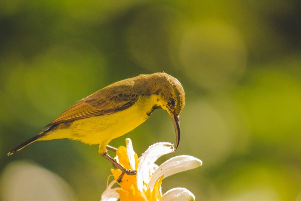 Sunbird Collecting Nectar