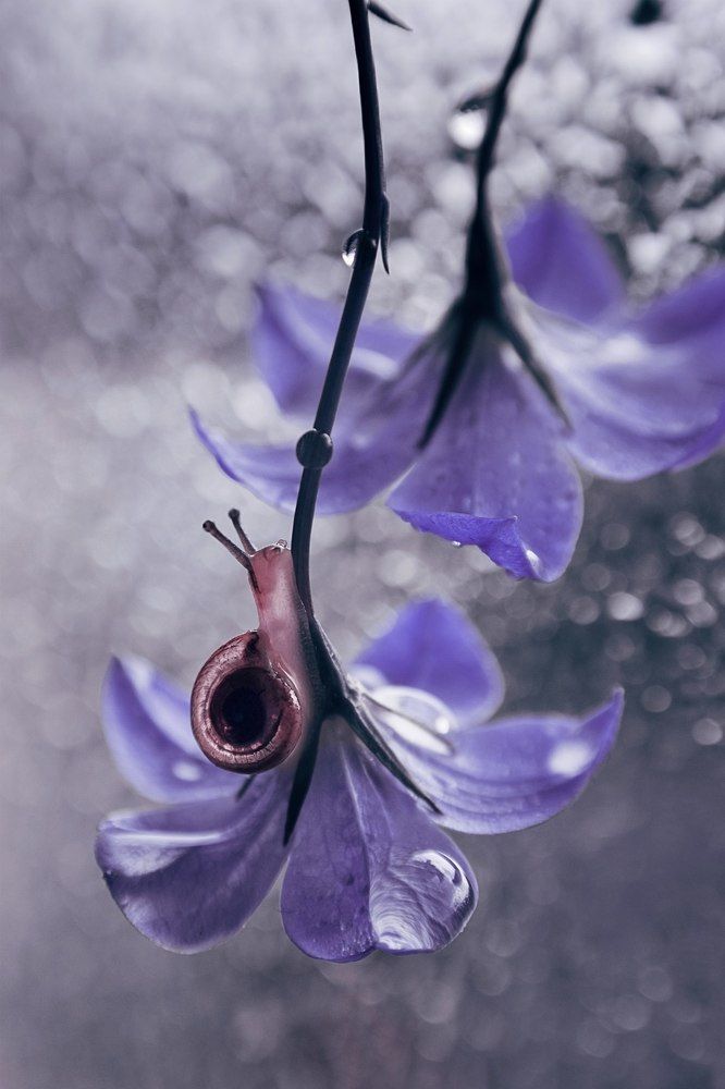 Лиловое настроение