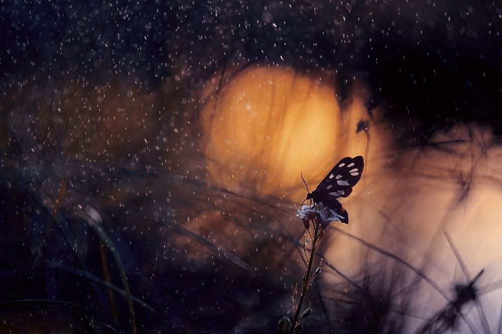 Бабочка в тумане