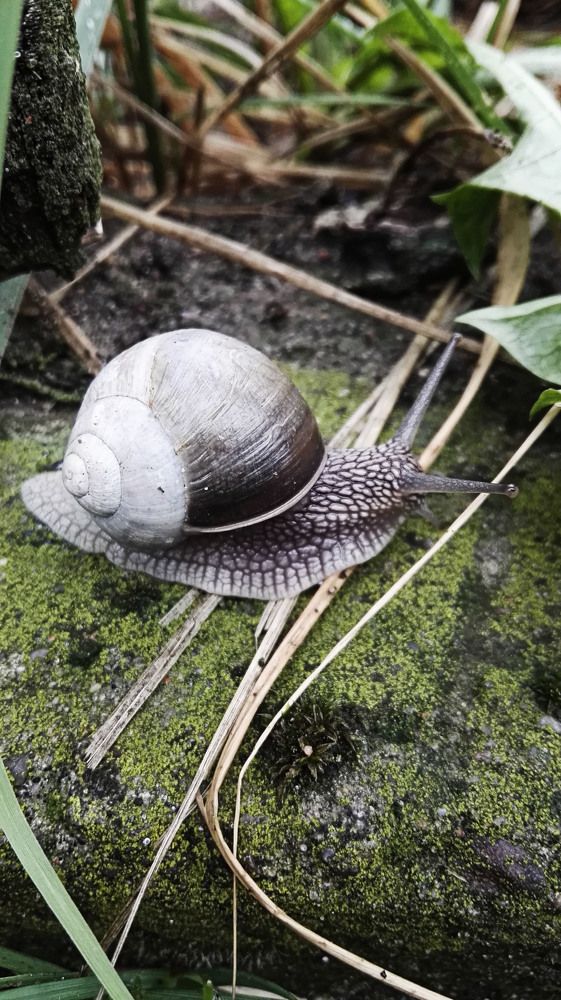 Медлителен и спокоен   Slow and calm