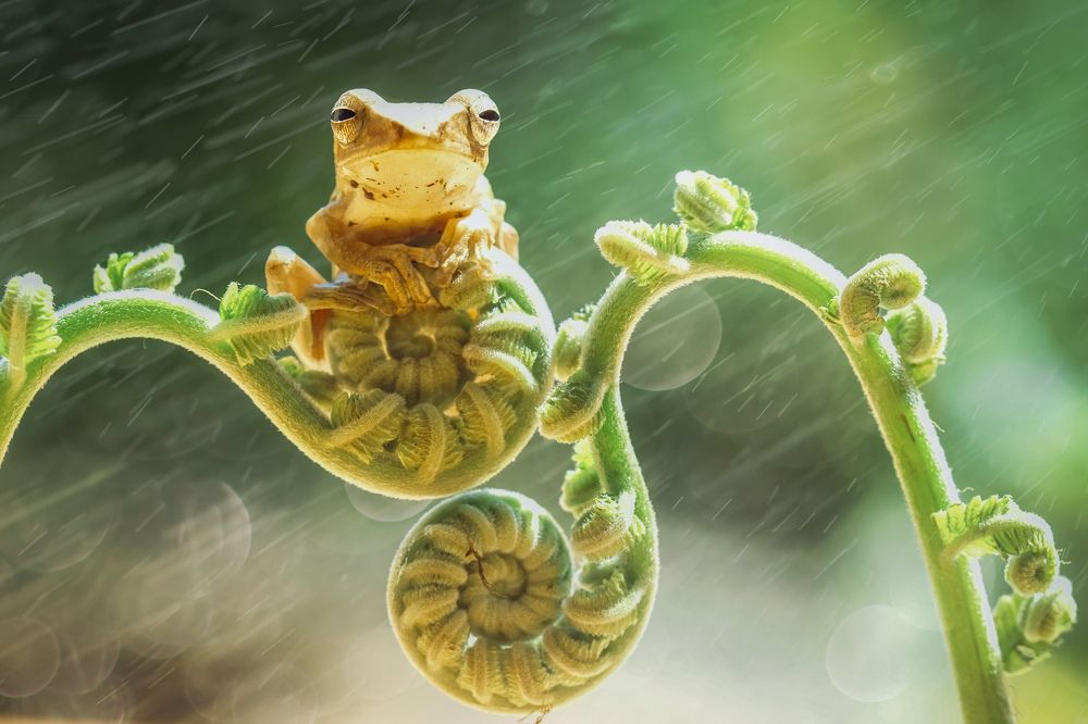 frog and rain
