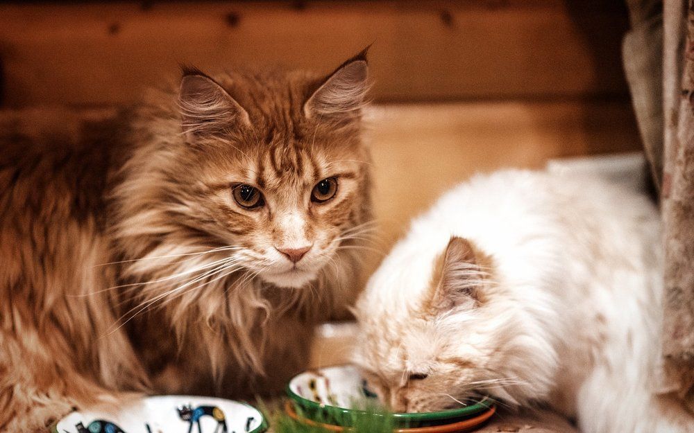 Поешь, поешь, а я покороулю