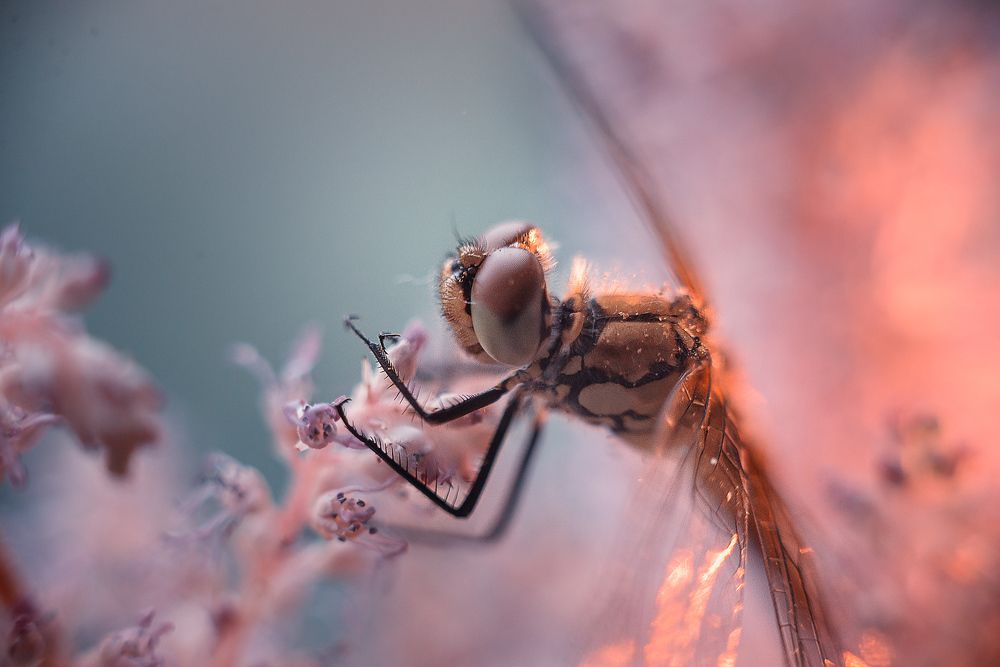 Photograph by Тарасова Ольга