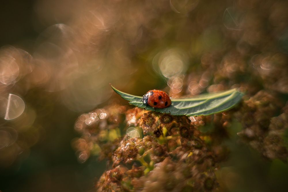 Photograph by Тарасова Ольга