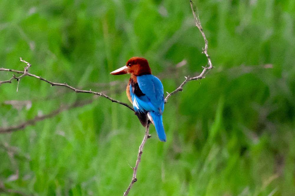 King fisher