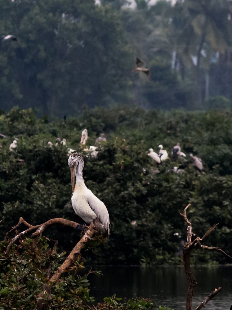 Spot Billed Pelican