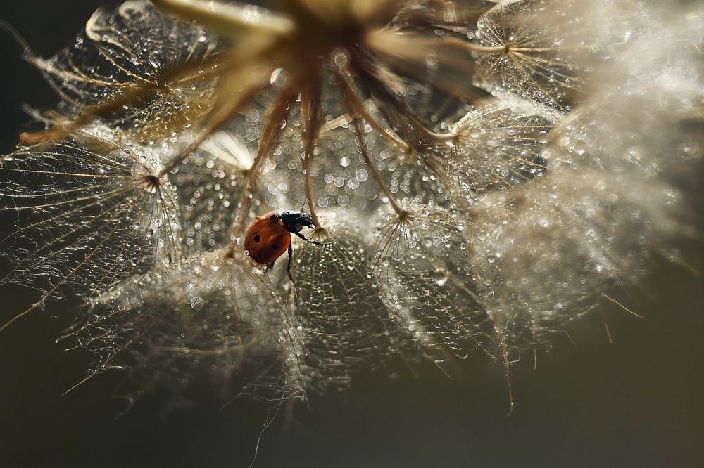 По хрустальным кружевам