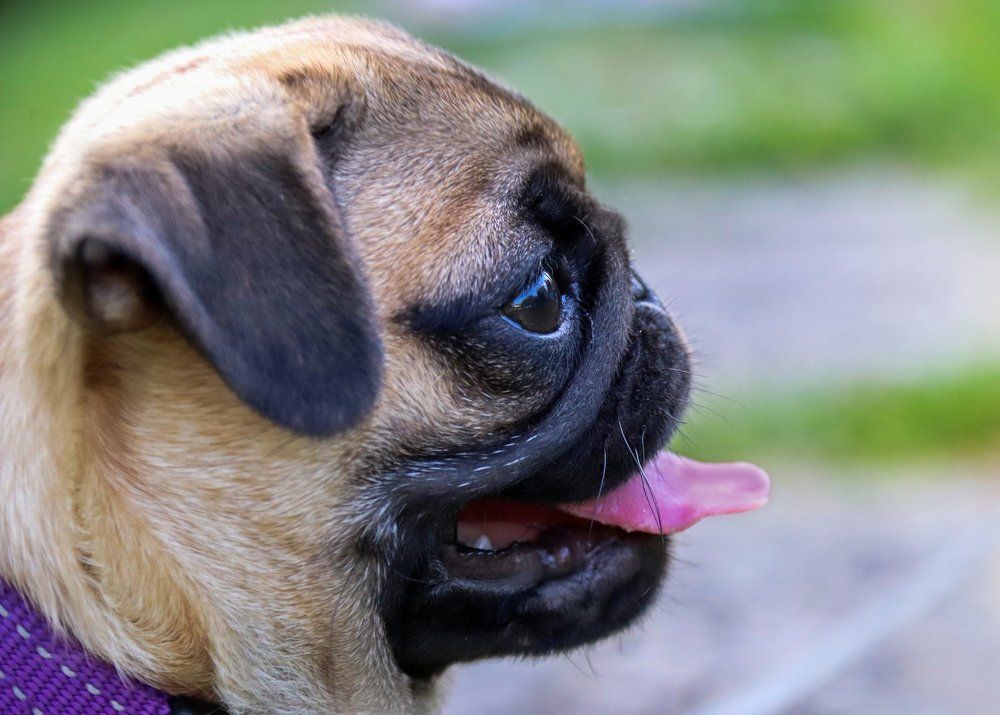 Профиль мопса