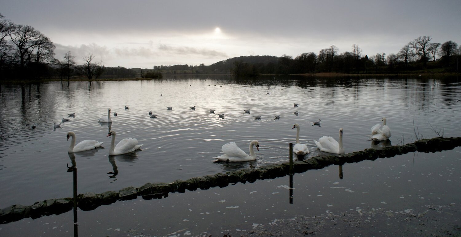 Swan Lake