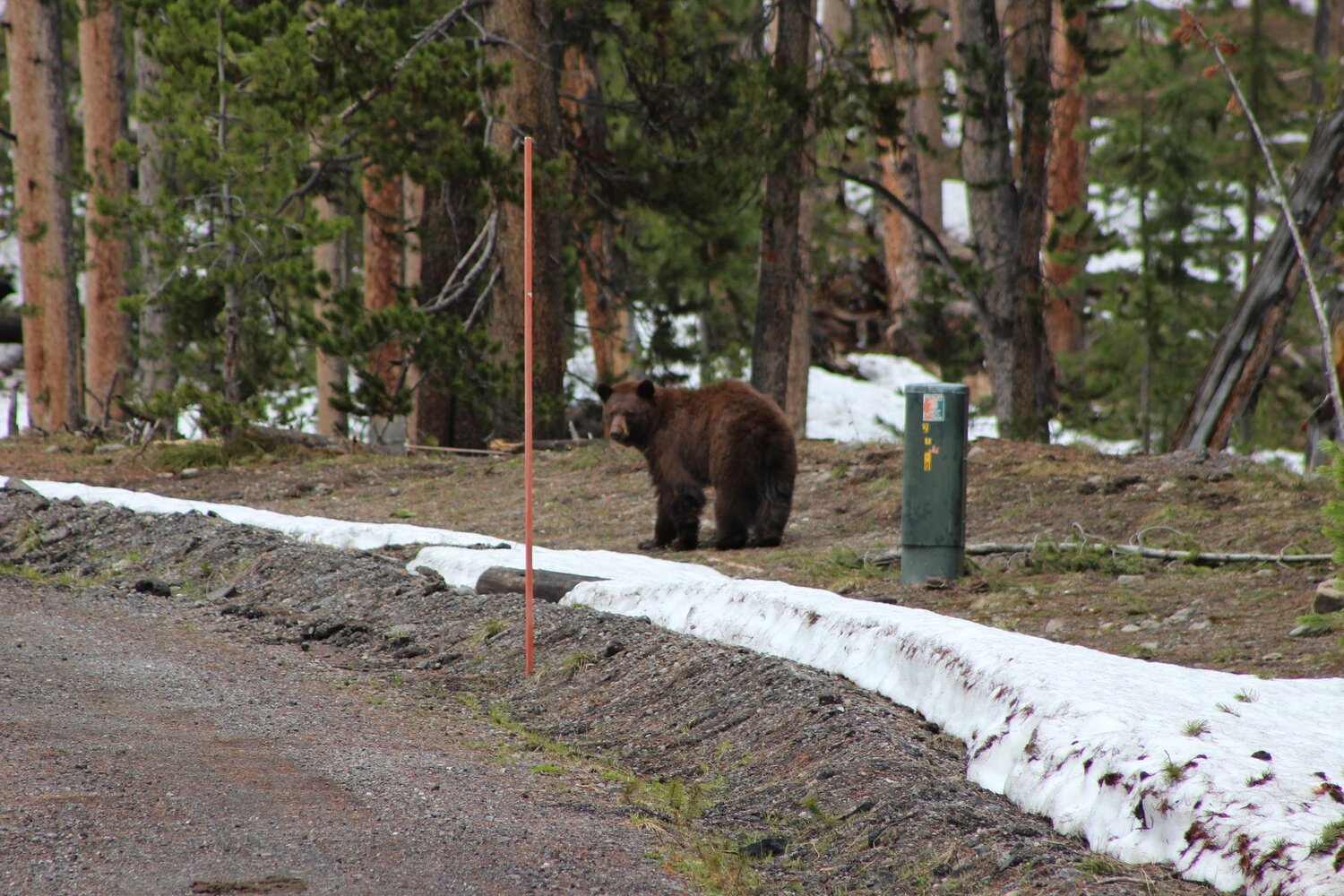 Black Bear
