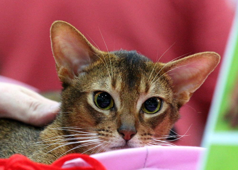 У страха глаза велики...