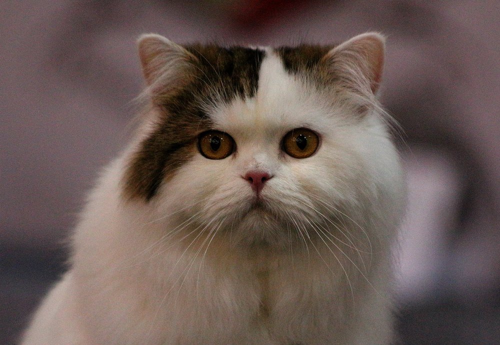 Рад знакомству!