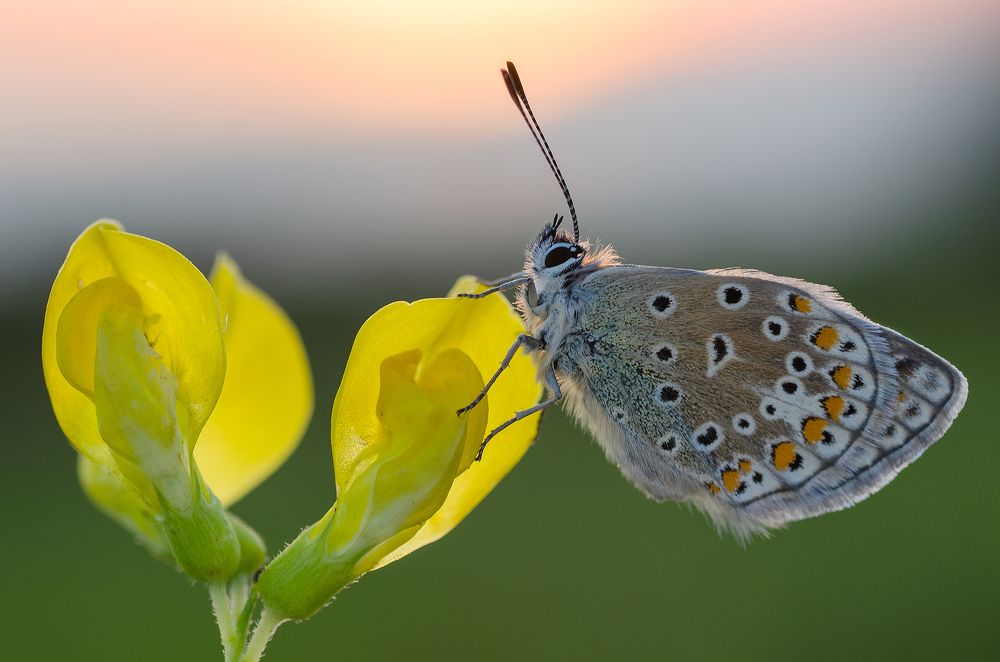 Polyommatus icarus