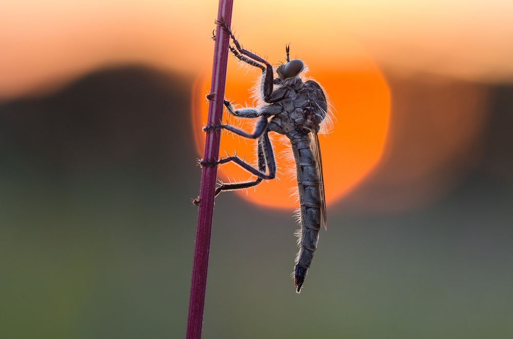 Colour of the sunset