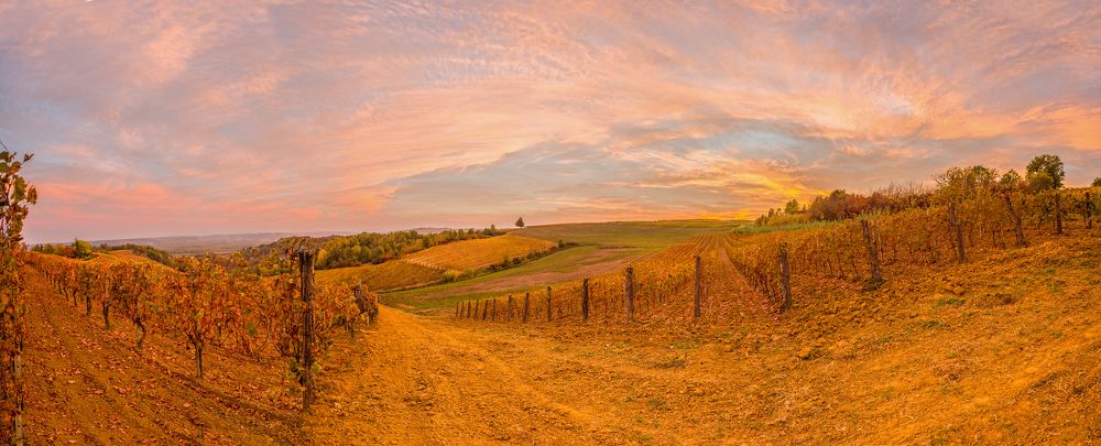 Vineyards of Piedmont
