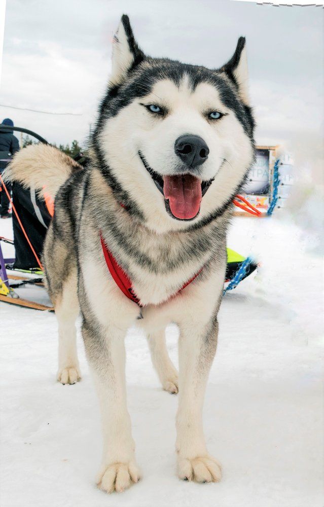 И мы умеем улыбаться)