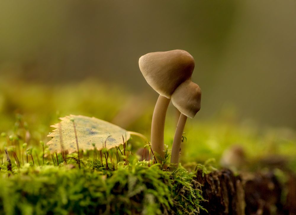 Осенний поцелуй