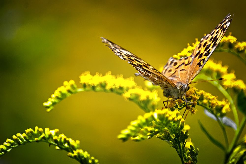 Фотография автора Игорь Иванов