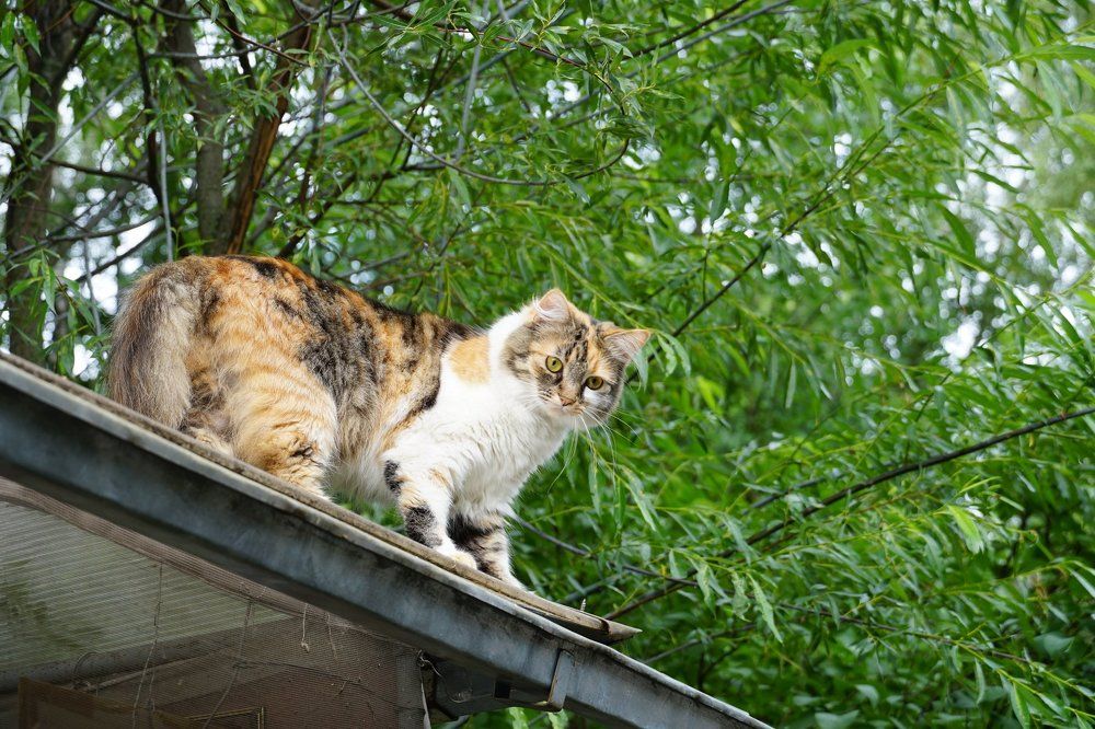 Кошка, которая гуляет по крыше.