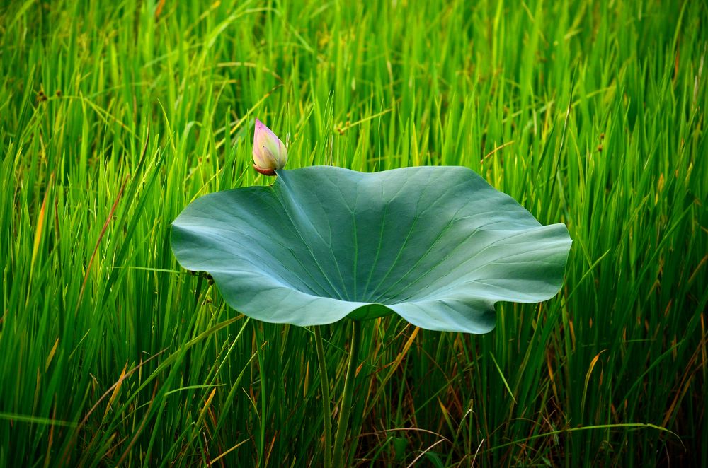 Photograph by saman deepal