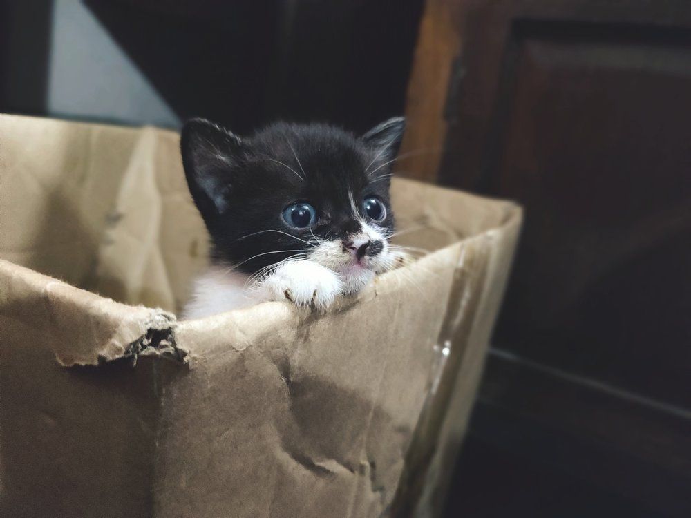Curiosity, the cat
