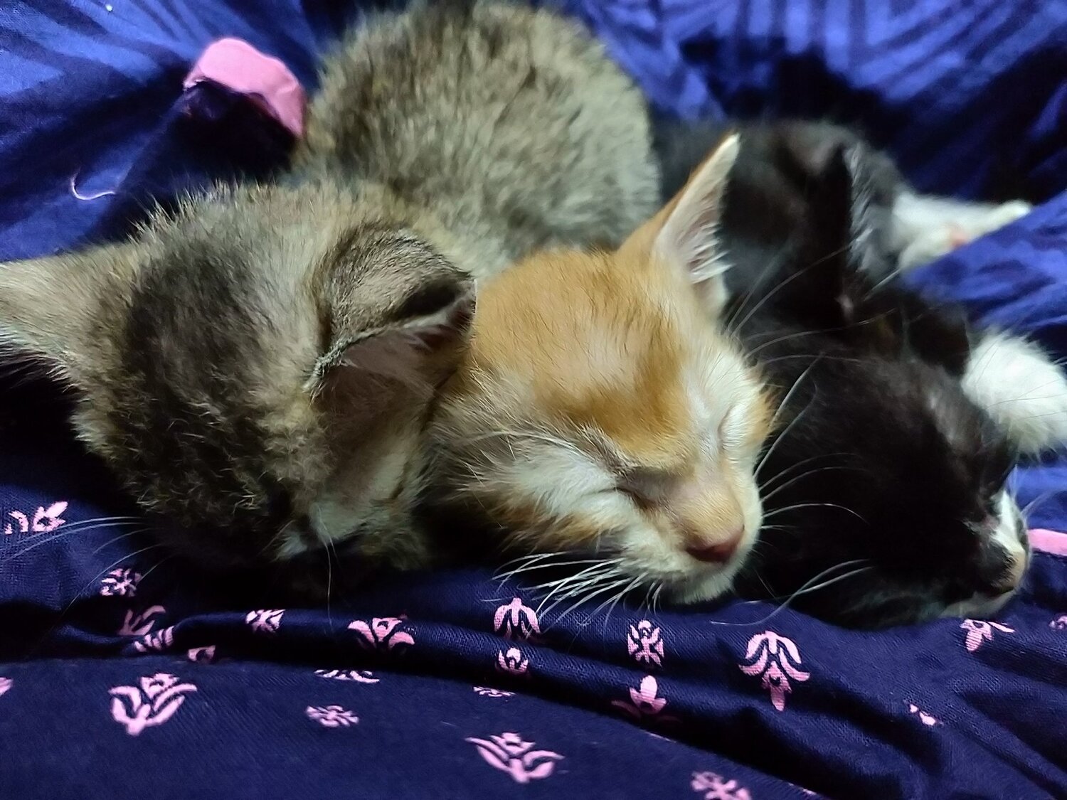 Cerberus, cat edition