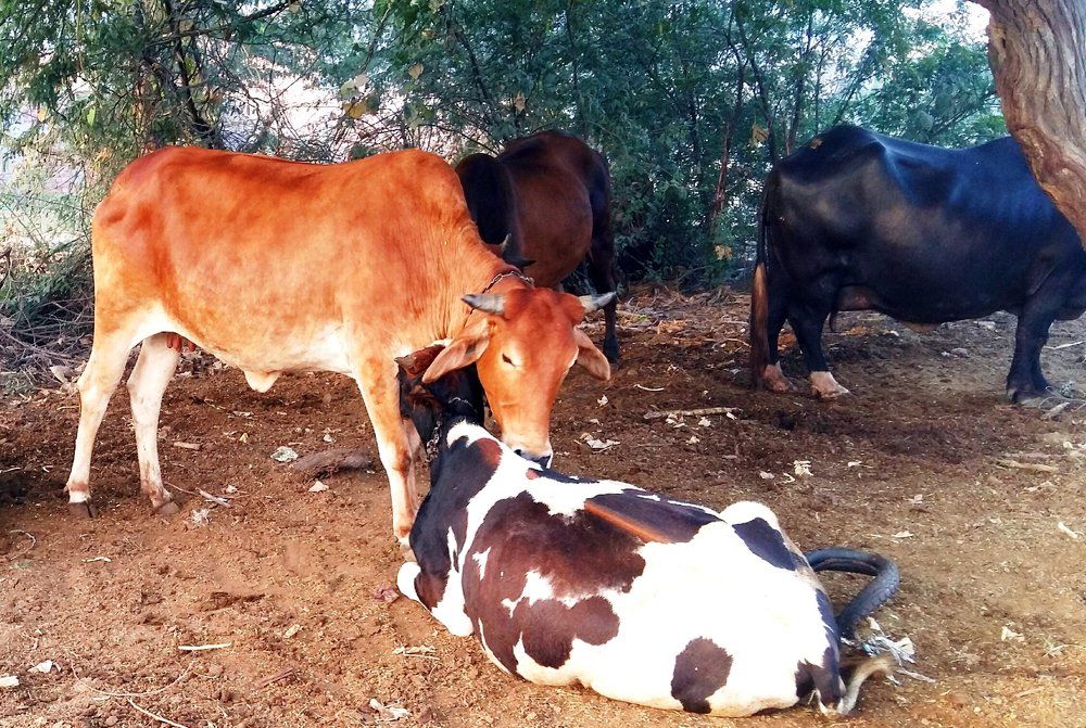 Cows & Buffalooes