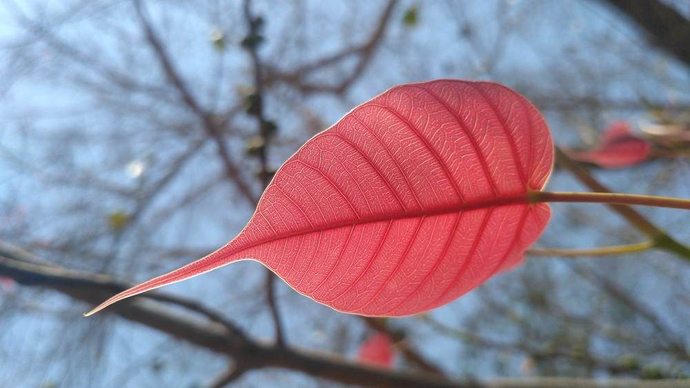 Buddha leaf