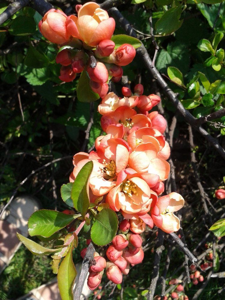 Все оттенки розового.