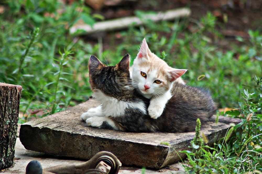 Кошачья дружба - она такая!