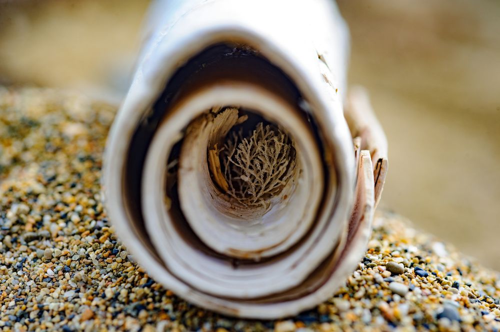 Кораллы внутри бересты