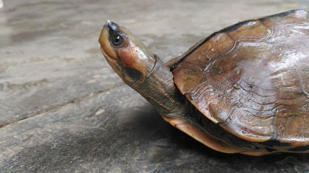 closeup of a turtle
