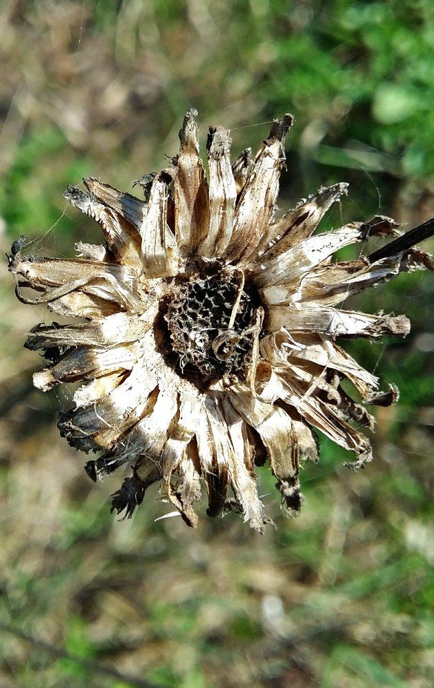 геометрия цветка