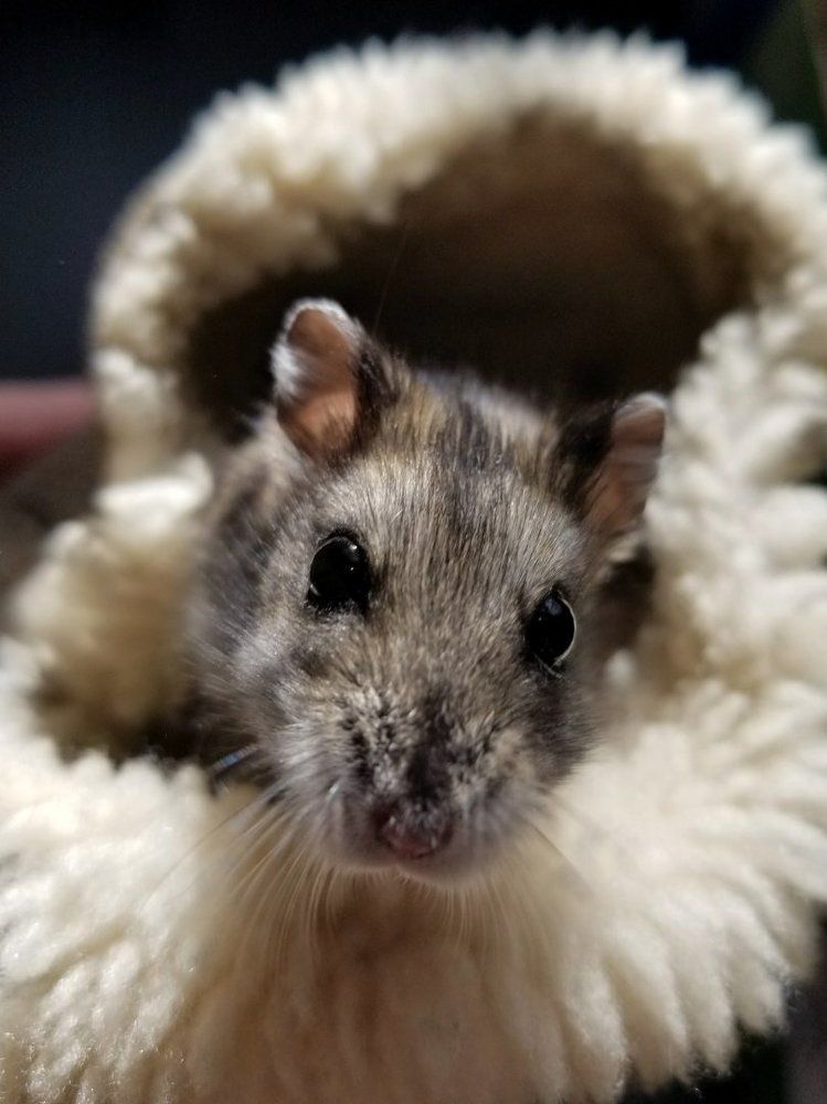 Пушистый житель тапка.