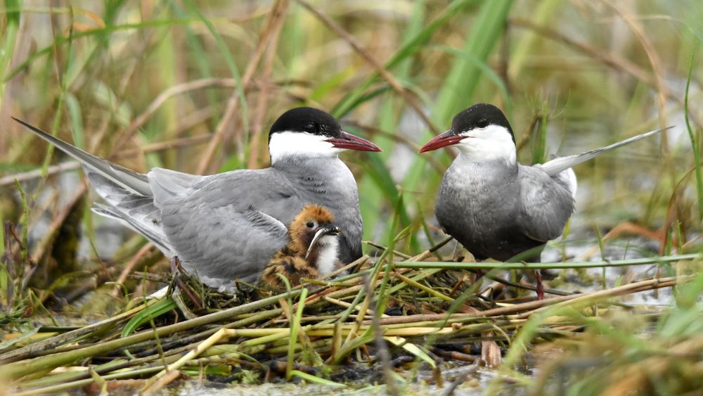 Мама, папа, я - дружная семья!