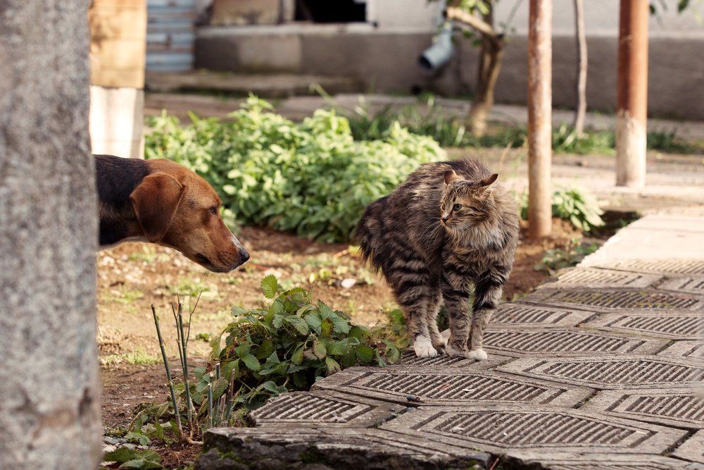 кот и пес
