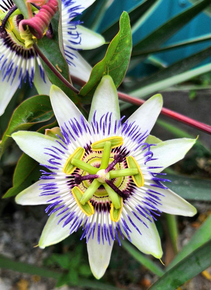 геометрия в природе