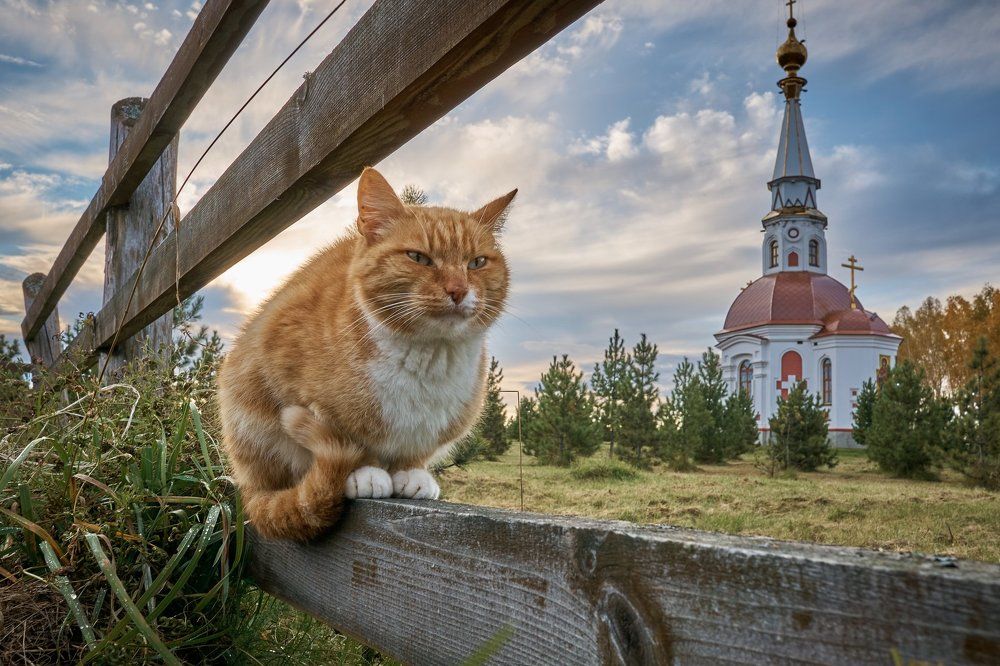 Осенний кот