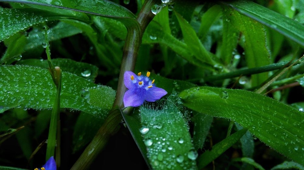 The rain drops on grass