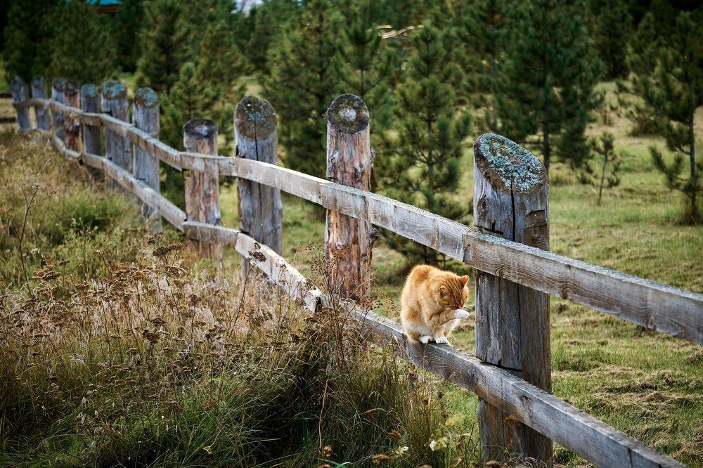 После ужина на природе