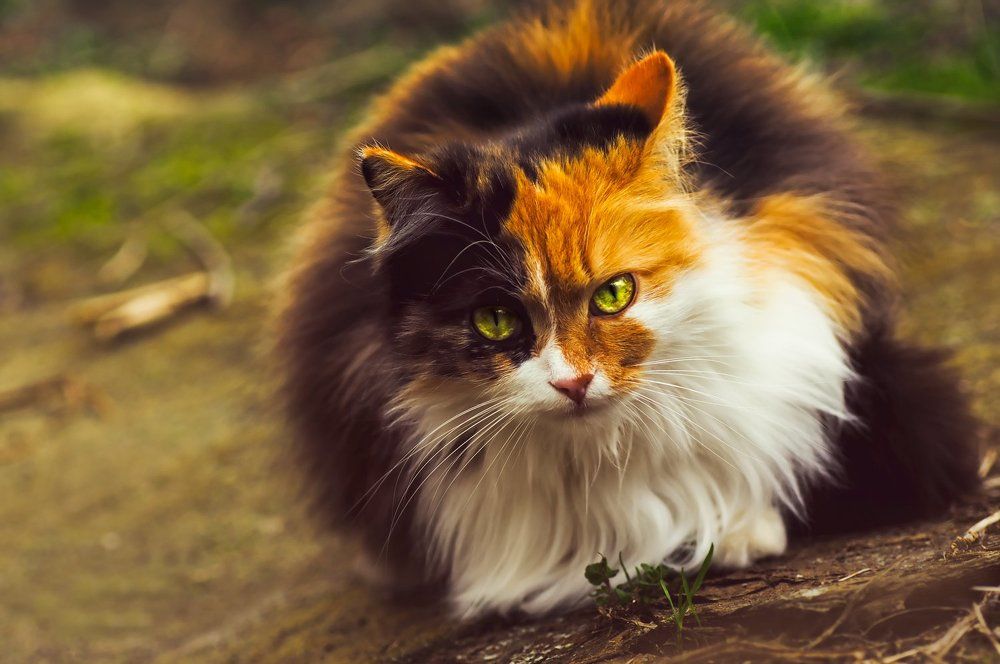 Photograph by Тараненко Анжелика