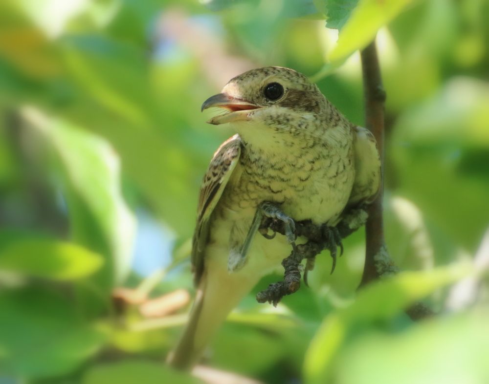 Сорокопутенок