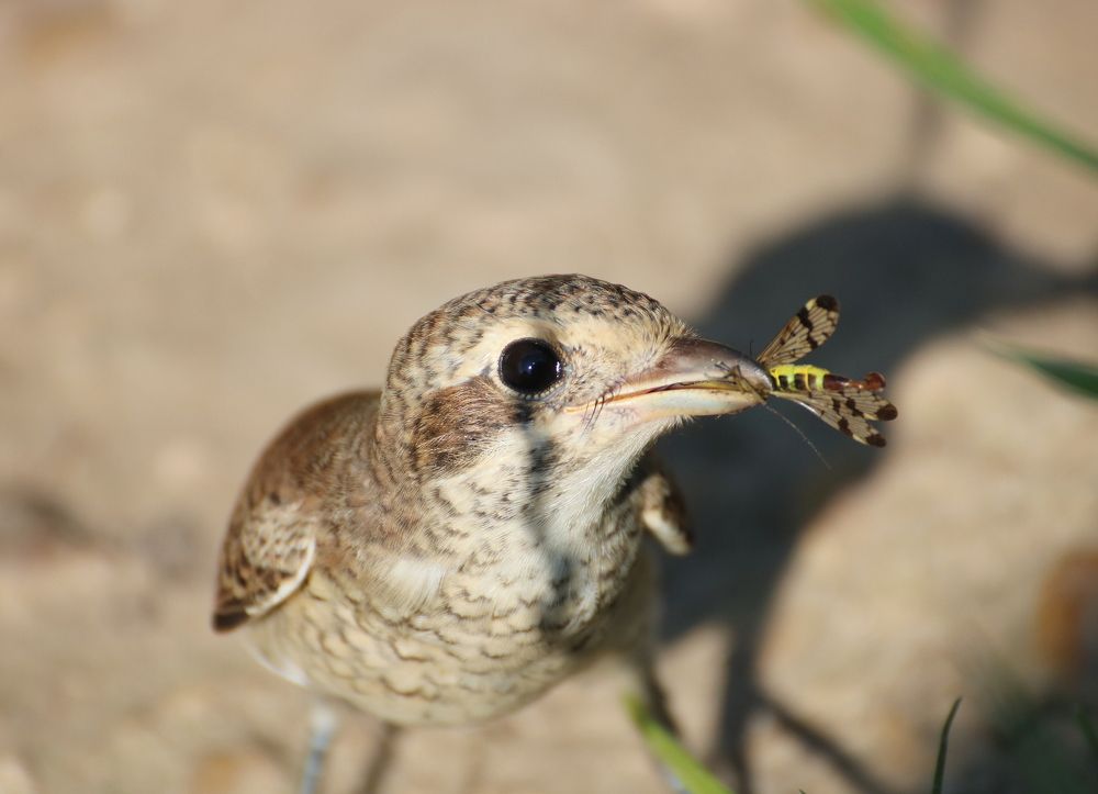 А не отнимешь?