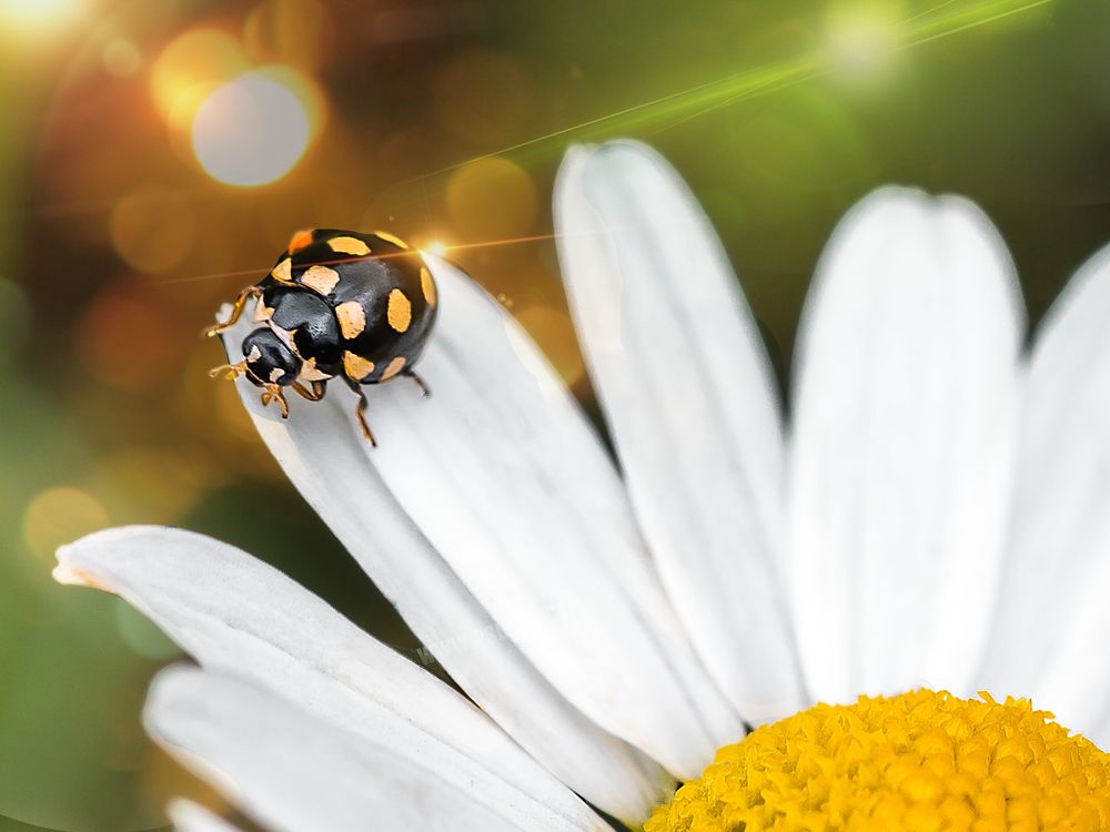 Кокцинуля четырнадцатипятнистая