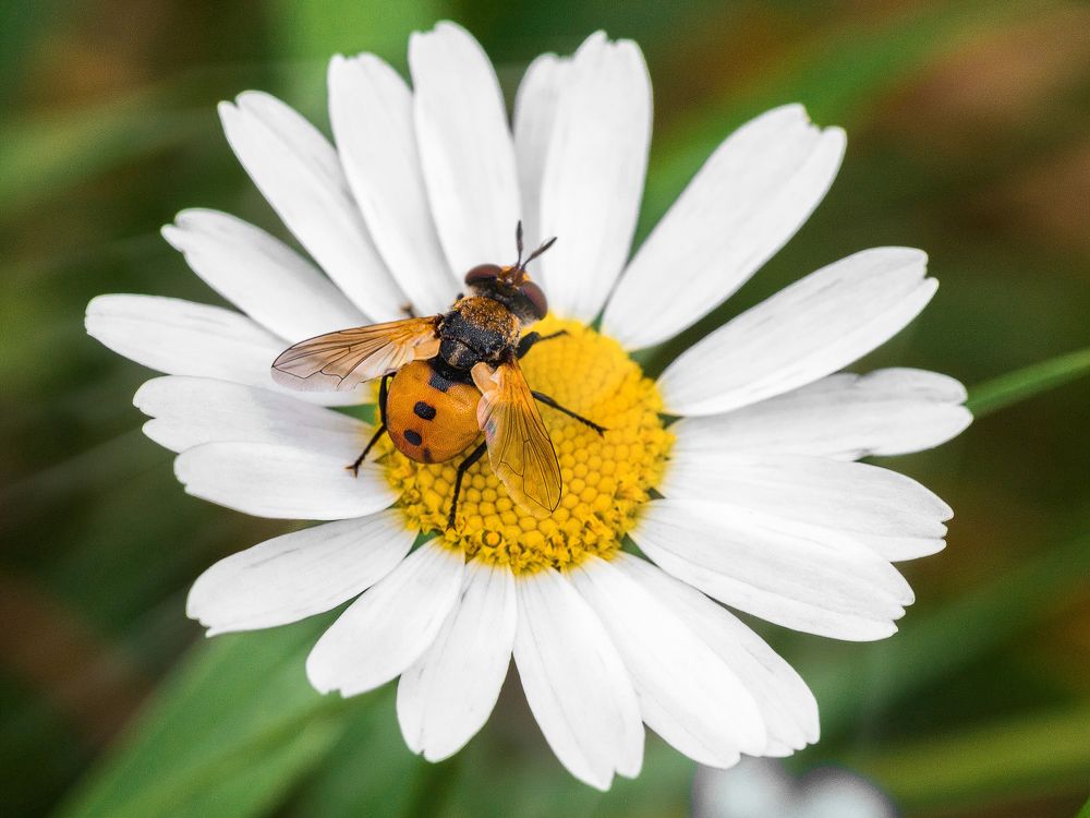 Муха-цокотуха наела себе брюхо