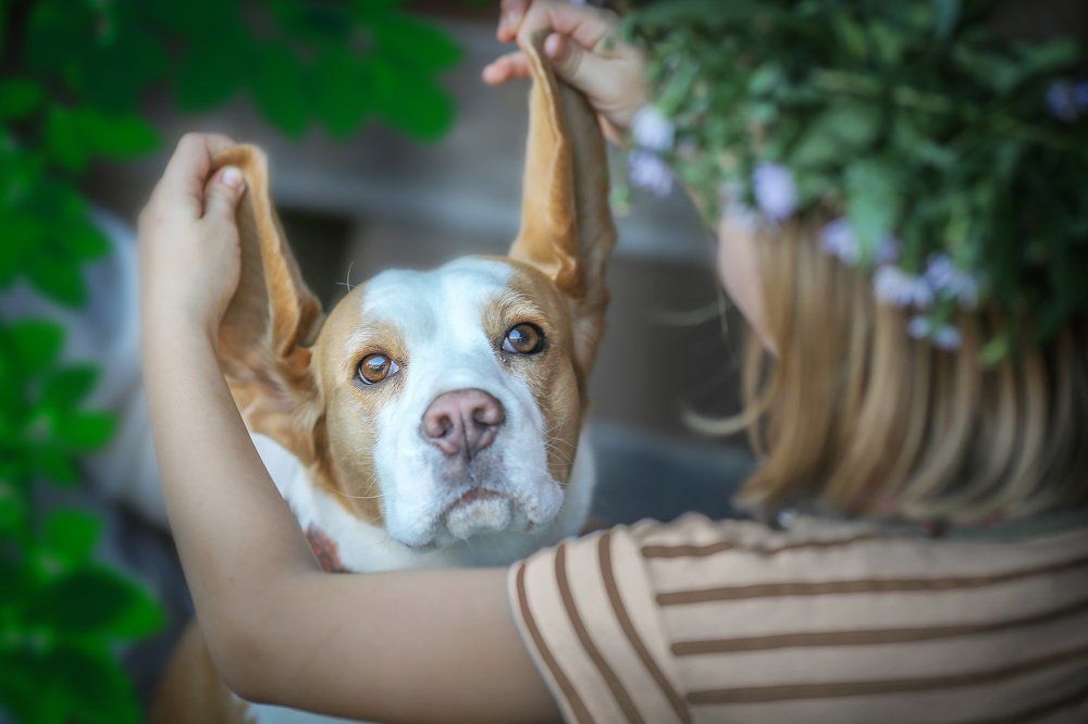 Розовый нос