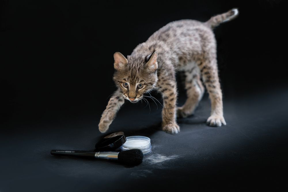 Девочки такие девочки