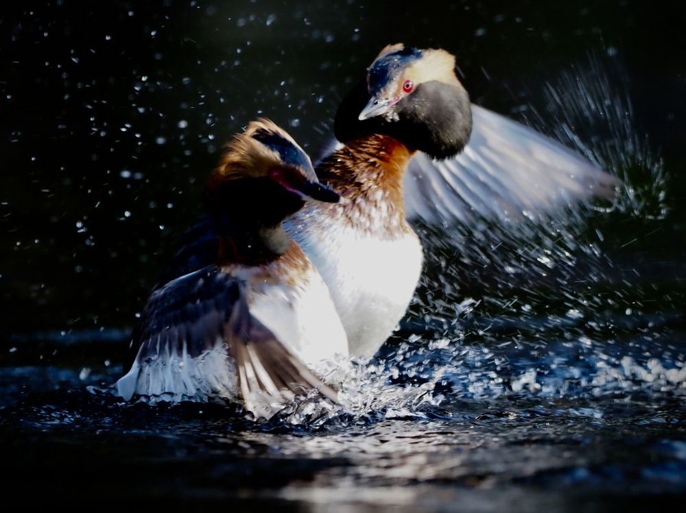 Fighting Black grebes