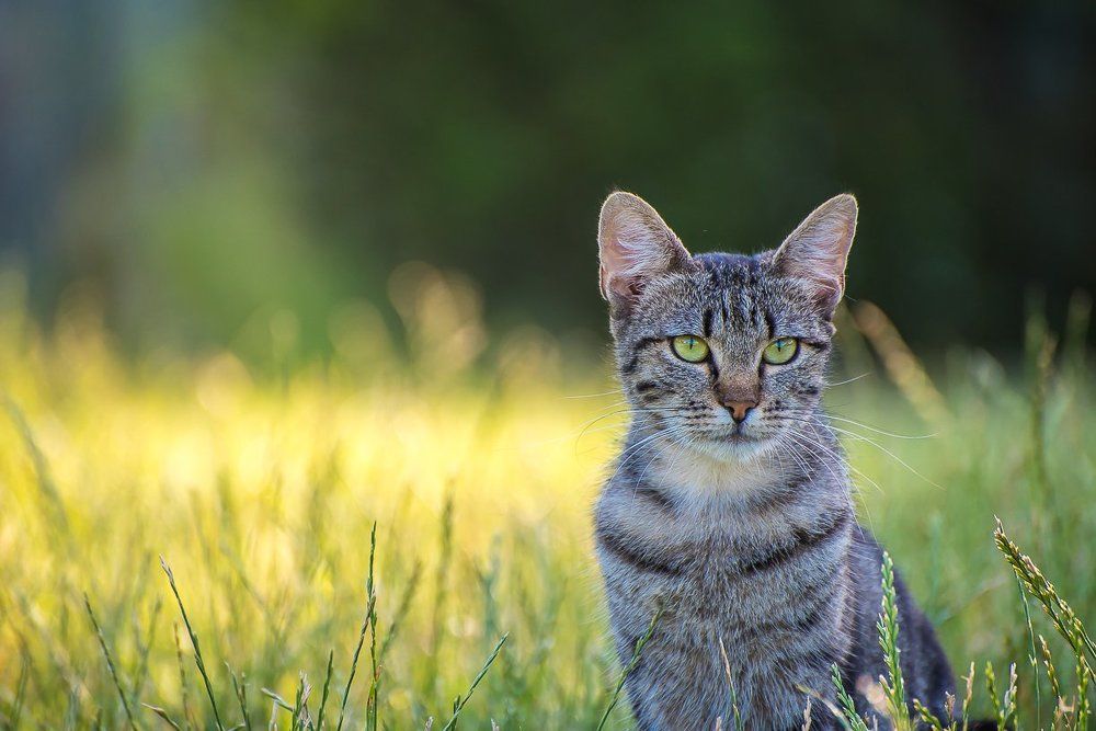 Утренняя медитация